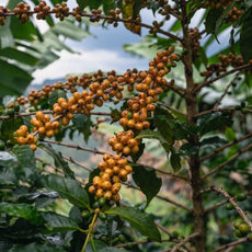 Mellow Morning - Decaf Coffee Beans