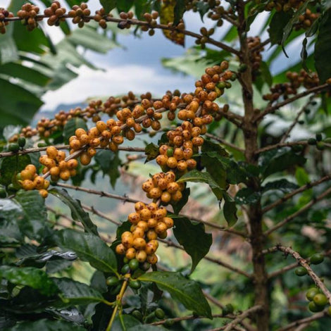Mellow Morning - Decaf Coffee Beans