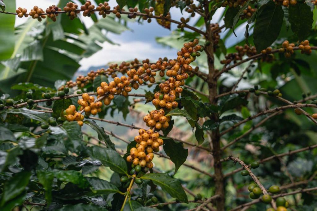 Mellow Morning - Decaf Coffee Beans