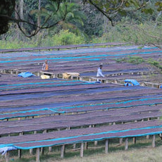 Berry Bright -Ethiopia Mirabawi Buna SWP